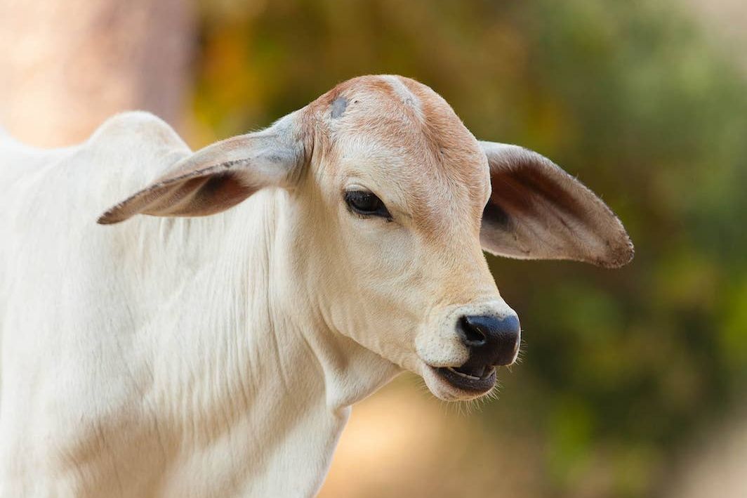 A Brahman calf standing in the shade, close up