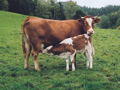 A cow and her calf standing together in a green field